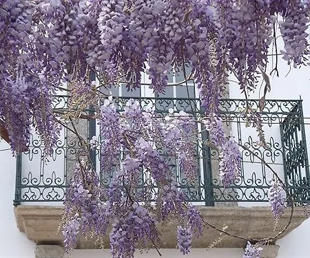 Quinta Da Casa Grande Pinheiro Hétvégi ház Santa Marinha do Zêzere