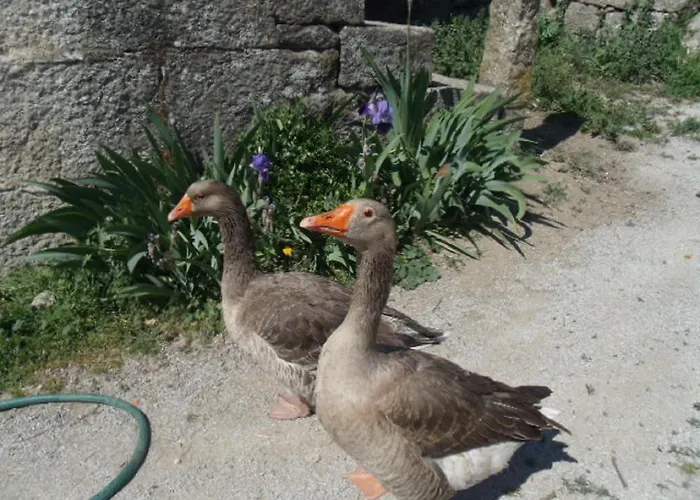 Quinta Da Casa Grande Pinheiro Gospodarstwo wiejskie Santa Marinha do Zêzere